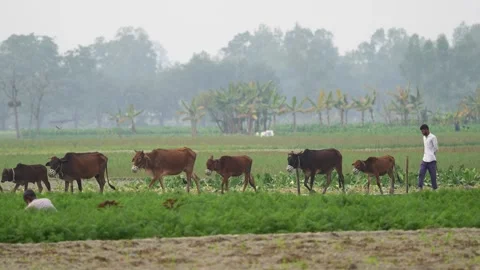 View of a farmer walking with cows in a field in Bogura, Bangladesh. Video stock 334971802