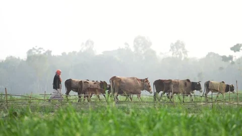 View of a farmer walking with cows in a misty field, Bangladesh. Stock-Footage 334973952