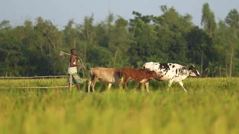 View of a farmer walking with cows in a rural field, Bangladesh. Stock-Footage 334979456