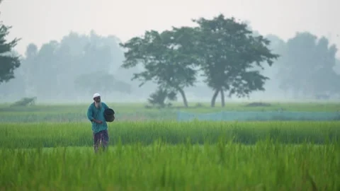 View of a farmer walking in green fields in Bogura, Bangladesh. Vídeo Stock 334962749