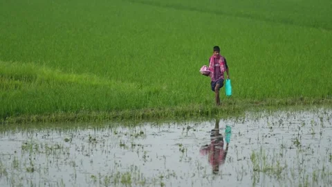 View of a farmer walking by a green rice field, Bangladesh. Video stock 335559930