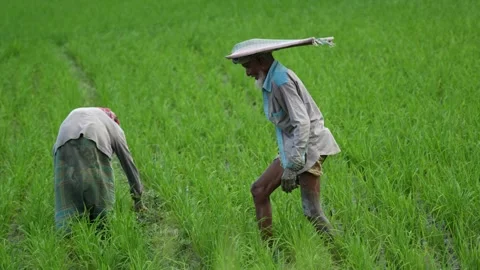 View of a farmer walking in a lush green rice field, Bangladesh. 스톡 동영상 334960400