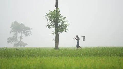 View of a farmer walking in a misty field in Bogura, Bangladesh. Stock-Footage 335549435