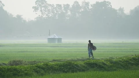 View of a farmer walking in a misty rice field in Bogura, Bangladesh. Stock Footage 334959165