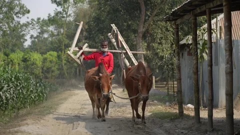View of a farmer walking with oxen and a wooden plow, Bangladesh. Video stock 334984214