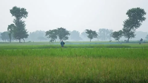 View of a farmer walking through green rice fields, Bangladesh. Video stock 334946510
