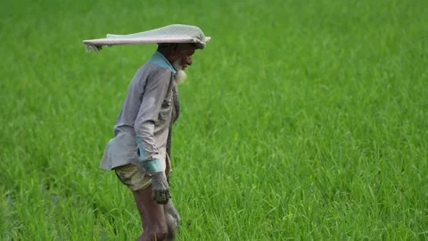 View of a farmer walking through a green rice field, Bangladesh. Video stock 334960461