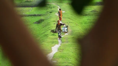 View of a farmer walking through green rice fields, Bangladesh. Stock Footage 334969474
