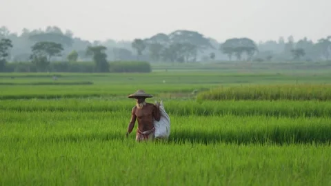 View of a farmer walking through green rice fields, Bangladesh. Video stock 334977578