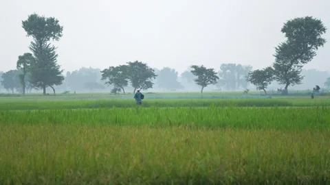View of a farmer walking through misty rice fields, Bangladesh. Vídeo Stock 334961927