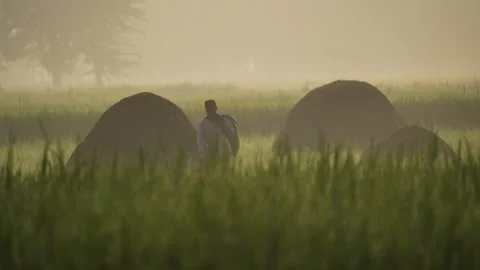 View of a farmer walking through misty fields in Bogura, Bangladesh. Video stock 335546244