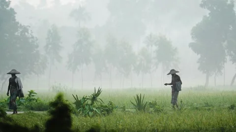 View of a farmer walking through a misty rice field, Bangladesh. Video stock 335549683