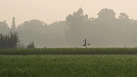 View of a farmer walking through misty rice fields, Bangladesh. Video stock 335587578