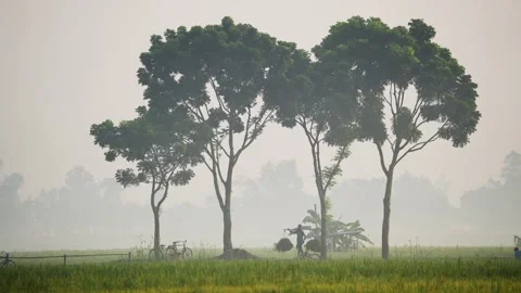 View of a farmer walking through misty fields in Bogura, Bangladesh. Stock Footage 335589317
