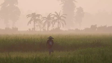 View of a farmer walking through a misty field in Bogura, Bangladesh. 動画素材 335591862