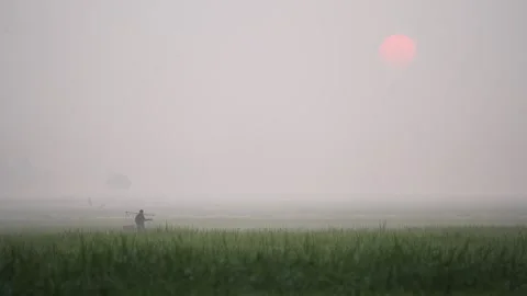View of a farmer walking through misty fields at sunrise, Bangladesh. Vídeos de archivo 335592031