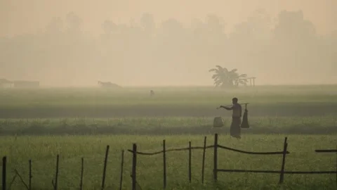 View of a farmer walking through a misty field at dawn, Bangladesh. Vídeos de archivo 335593128