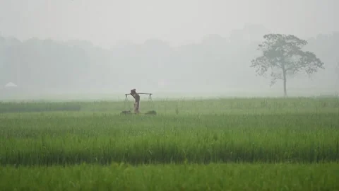 View of a farmer walking through misty rice fields, Bangladesh. Stock Footage 335596388
