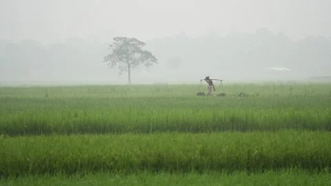 View of a farmer walking through misty rice fields in Bogura, Bangladesh. Stock Footage 335596517