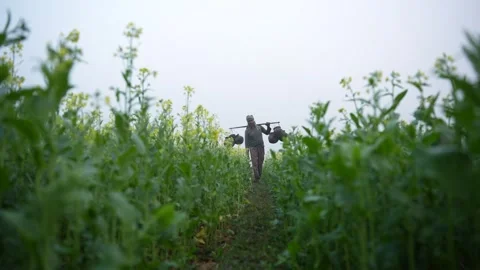 View of a farmer walking through a mustard field, Bangladesh. Stock Footage 335652840