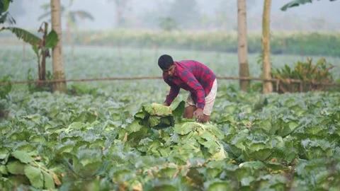 View of a farmer working in a cabbage field in Bogura, Bangladesh. 스톡 동영상 335018117
