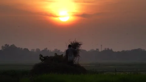 View of a farmer working in a field at sunset in Bangladesh. Video stock 335554454