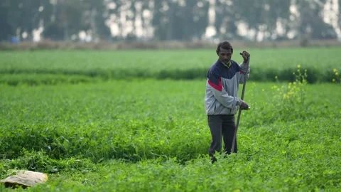 View of a farmer working in a green field in Patna, India. Video stock 335486381