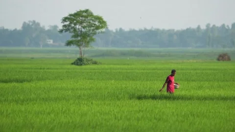 View of a farmer working in a green rice field in Bogura, Bangladesh. Video stock 334978644