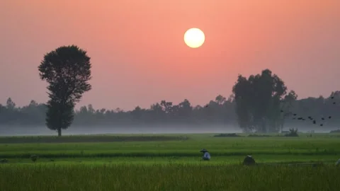 View of a farmer working in green rice fields at sunrise, Bangladesh. Video stock 335553222