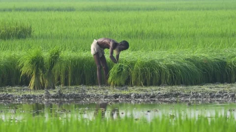 View of a farmer working in a lush green rice paddy field, Bangladesh. Video stock 334977204