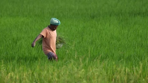 View of a farmer working in a lush green rice field, Bangladesh. Video stock 334979780