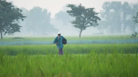 View of a farmer working in a lush rice field in Bogura, Bangladesh. Video stock 334962813