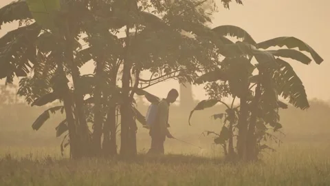 View of a farmer working in a misty field, Bangladesh. Stock Footage 335551525