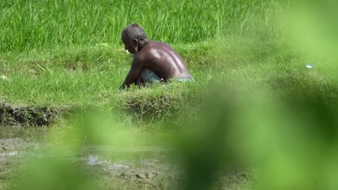 View of a farmer working in a rice paddy field, Bangladesh. Video stock 334960812