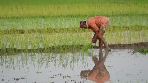 View of a farmer working in a rice paddy field in Bangladesh. 스톡 동영상 334975894