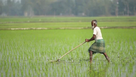 View of a farmer working in a rice paddy field in Bangladesh. Stock Footage 334985991
