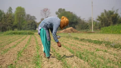 View of a farmer working in a rural field in Dang, Nepal. Video stock 335477945