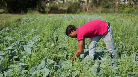 View of a farmer working in a vegetable field in Dhangadhi, Nepal. Video stock 335474513