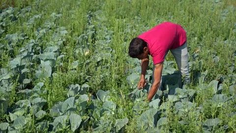 View of a farmer working in a vegetable field in Nepal. 스톡 동영상 335477830