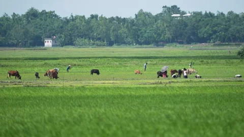View of farmers and cows in green fields in Bogura, Bangladesh. 動画素材 334956808