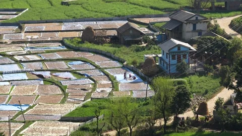 View of farmers drying crops in a rural village, Nepal. Stock Footage 335604124