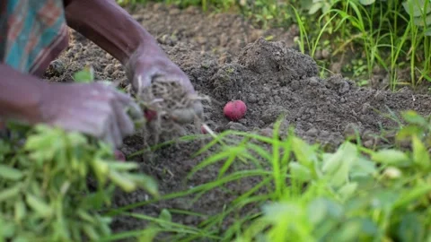 View of a farmer's hands working in the soil, Bangladesh. Video stock 334983302