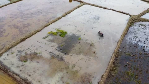 View of farmers plowing rice fields to plant rice Stock Footage 276844044