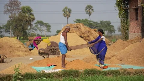 View of farmers processing grain in a rural field, India. 스톡 동영상 335483277