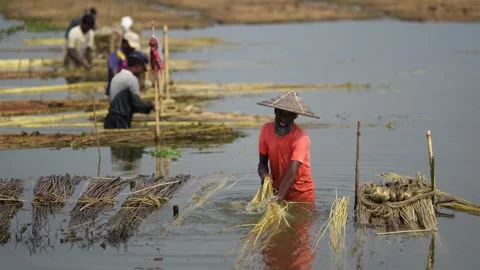 View of farmers processing jute fibers in Jamalpur, Bangladesh. Video stock 335559465