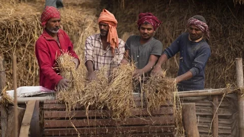 View of farmers threshing grain on 17 May 2026 in Patna, India. Video stock 335483906