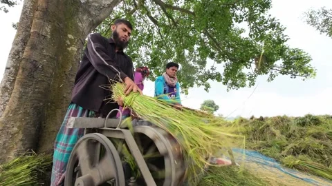 View of farmers threshing rice with a machine in Bogura, Bangladesh. Stock Footage 334971578