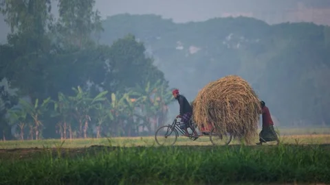 View of farmers transporting hay on a bicycle in Bogura, Bangladesh. Stock Footage 335597979