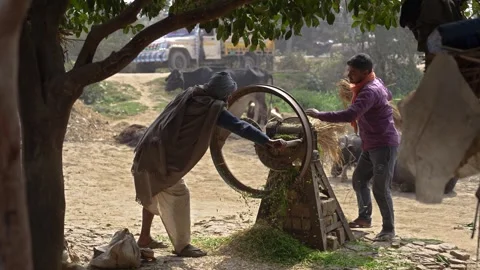 View of farmers using a manual fodder cutter in Patna, India. Stock Footage 335484234
