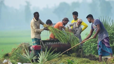 View of farmers using a mechanical thresher in a field, Bangladesh. 스톡 동영상 334959089